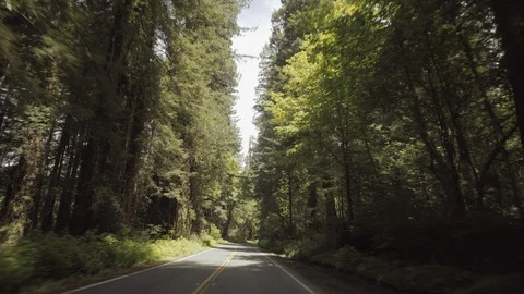 Giant Redwood trees from car - Wide Revealing tilt up dynamic shot of - sunny, Stock Footage