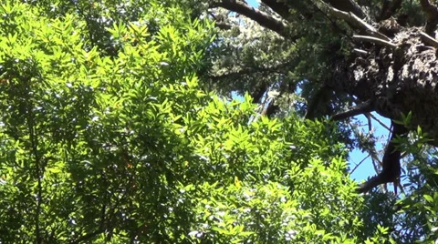 Giant redwood trees Video stock 30579813