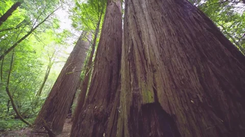 Giant Redwood Trees in Tall Trees Grove, Redwood National Park, California Stock Footage 332417601
