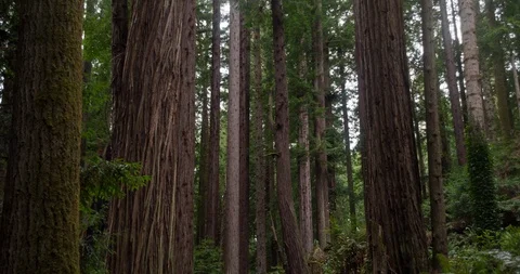 Giant Redwood trunks Stock Footage 102211806