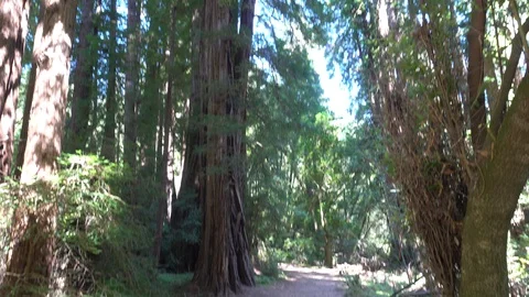 Giant Redwoods, Camera Tilt View Stock Footage 116680304
