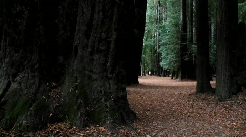 Giant Redwoods Stock Footage 846182