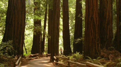 Giant Redwoods in Muir Woods Stock Footage