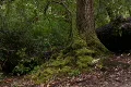 Giant Redwoods Rain Forest 01 Loop Footage