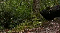 Giant Redwoods Rain Forest 01 Loop HD Footage