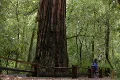 Giant Redwoods Rain Forest 02 Loop Footage