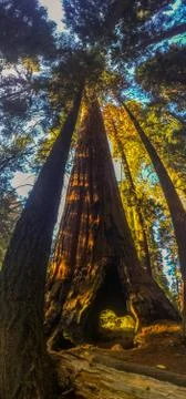 Giant Redwoods Sequela Trees Stock Photos