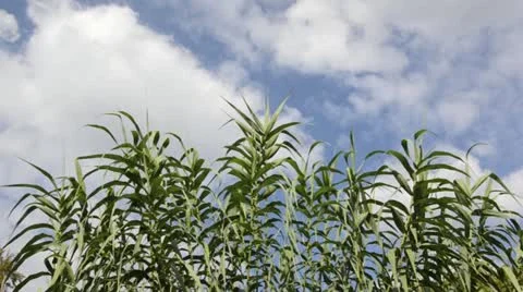 Giant reed (Arundo donax) Stock Footage 13595579