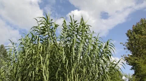 Giant reed (Arundo donax) Stock Footage 13597971