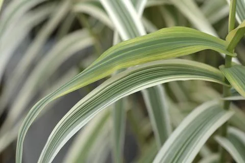 Giant reed Ely Stock Photos