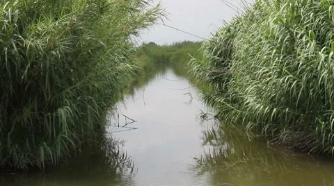 Giant reed Stock Footage 7758219