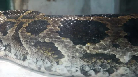 A giant reticulated python is sunbathing. Stock Footage 282409972