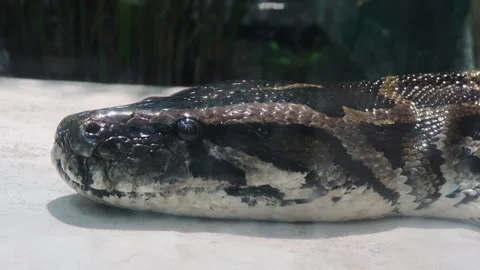A giant reticulated python is sunbathing Stock Footage 282411415