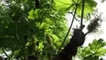 Giant rhubarb plant low angle shot close up at sunny day stock footage 4k or 4k+ Resolution