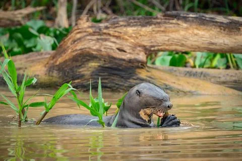 Giant river otter munching on eel held in front webbed feet in the Cuiaba Riv 스톡 사진