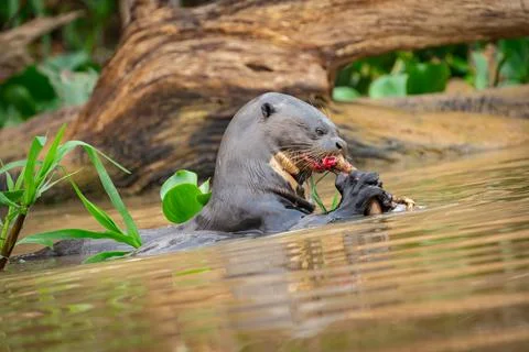 Giant river otter munching on eel held in front webbed feet in the Cuiaba Riv 스톡 사진