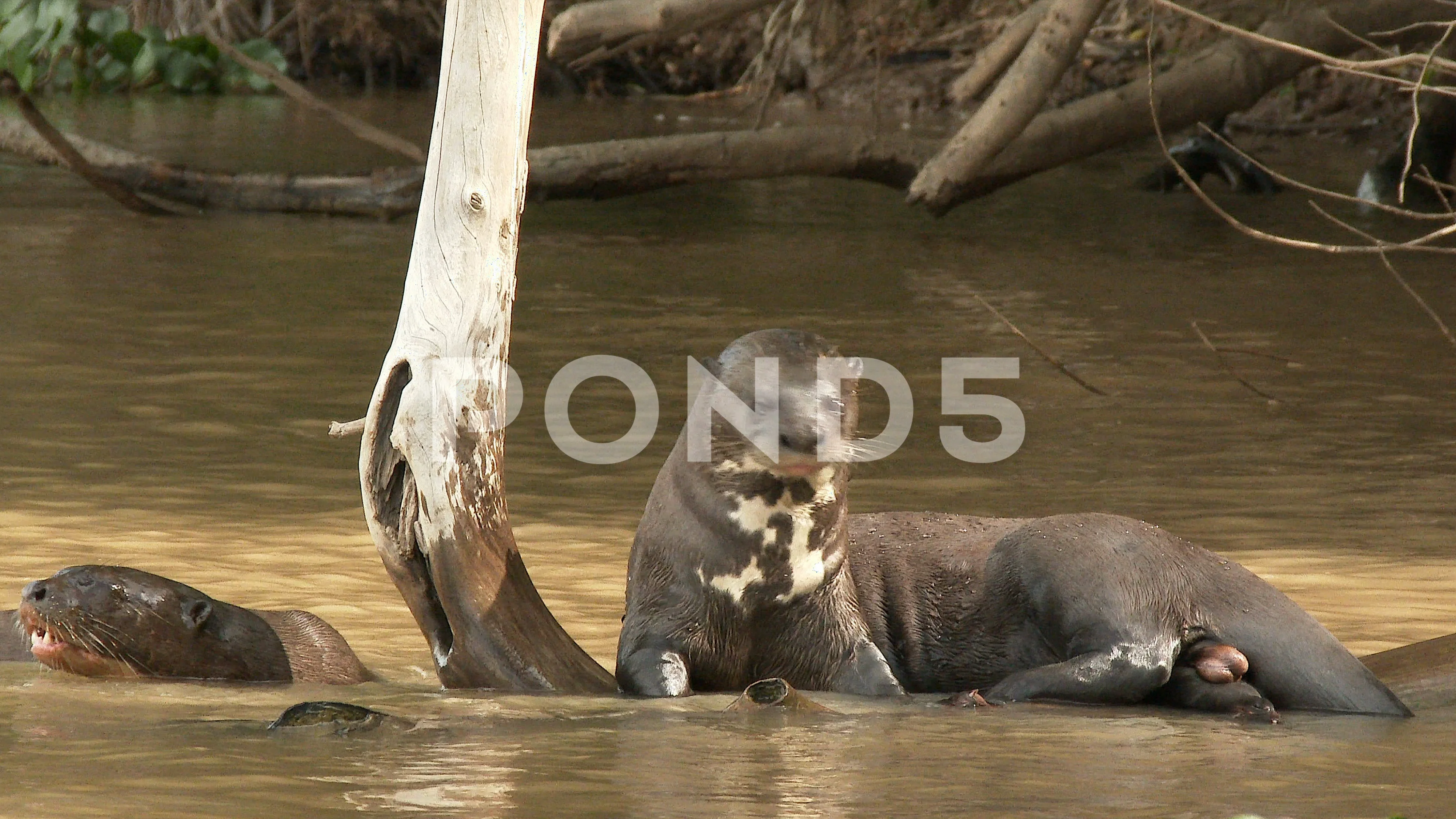 Giant Amazon River Otter Stock Footage Royalty Free Stock Videos Pond5