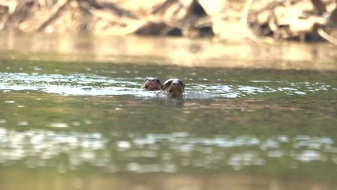 Giant River Otters on the hunt Stock Footage 289200561