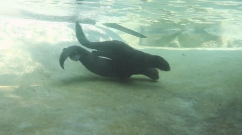 Giant River Otters Playing Stock Footage 54907030