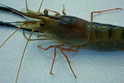 Giant river prawn 2 Stock Photos