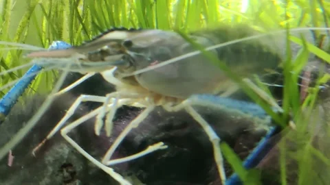  giant river prawn  Stock Footage 232750171