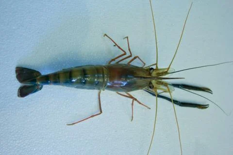 Giant river prawn Stock Photos