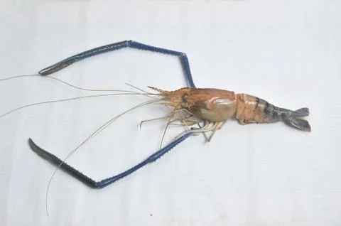 Giant river prawn 库存照片