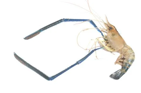 Giant river prawn 库存照片