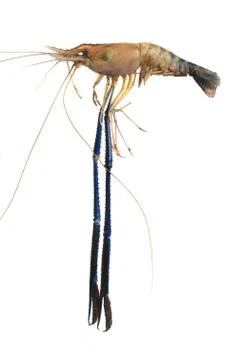 Giant river prawn 库存照片