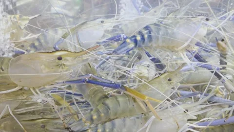 Giant River Prawns in a clear tank of water. Close up. Stock Footage 323866337