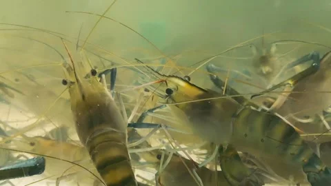 Giant river prawns 스톡 동영상 339259397