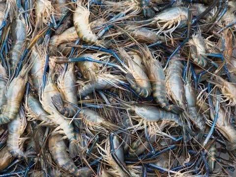 Giant river prawns Stock Photos