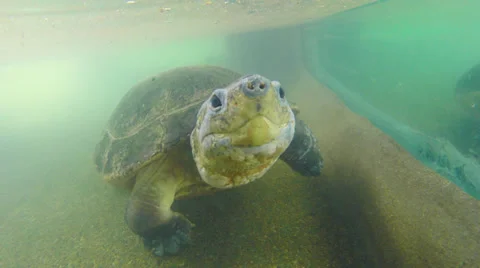 Giant River Turtle Video stock 34220789