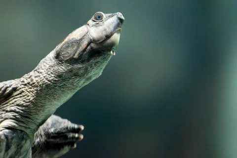 Giant River Turtle Stock Photos