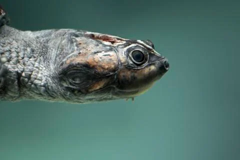 Giant River Turtle Stock Photos