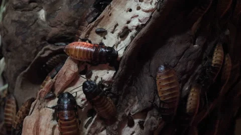 Giant roach climbs up the tree trunk. Video stock 89803706