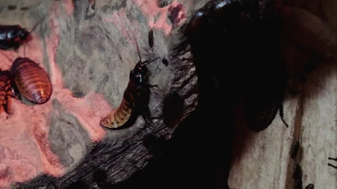 Giant roach moving on piece of tree. Video stock 89804945