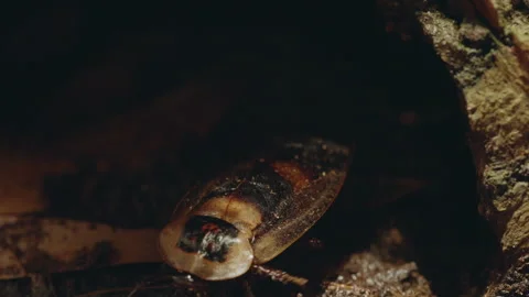 Giant Roach under log 4K Ultra HD Stock Footage 261483952