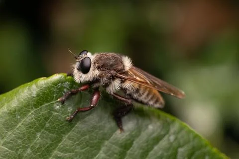 Giant Robber Fly Stock Photos