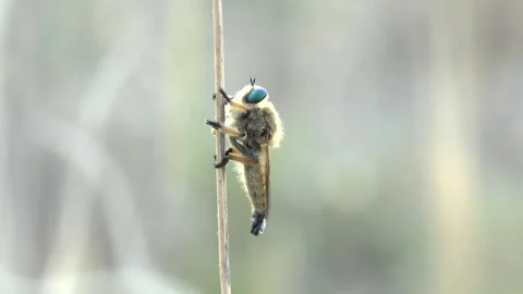 Giant robber Fly Promachus Leoninus Stock Footage 317563899