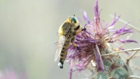 Giant robber Fly Promachus Leoninus Stock Footage 317563903