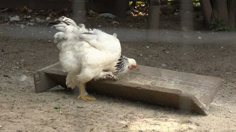 Giant rooster close up 4k Stock Footage 40606827