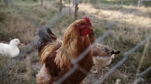 Giant rooster that moves freely inside his chicken coop. Stock Footage 135051002