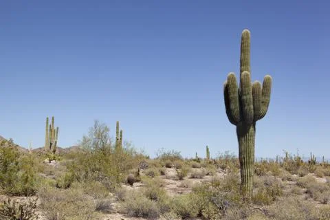 Giant Saguaro Cactus in the Arizona Sonoran Desert with mountains Stock Photos