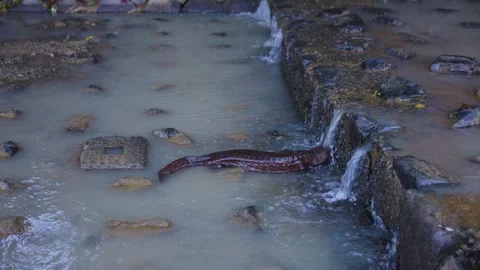 Giant Salamander Moving Through Stream, Searching For Water to Climb Weir Stock Footage 340781121