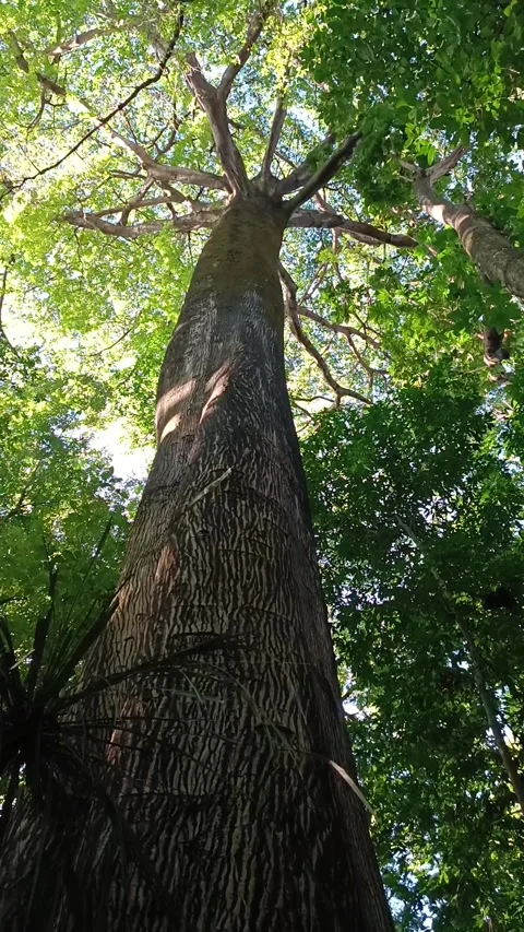 A giant samaúma tree, that can reach 60 meters tall,  appear in a park in a metr Stock Footage 327876572