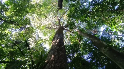 A giant samaúma tree, that can reach 60 meters tall,  appear in a park in a metr 库存影片 327876771