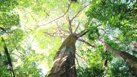 A giant samaúma tree, that can reach 60 meters tall,  appear in a park in a metr Stock Footage 327876997