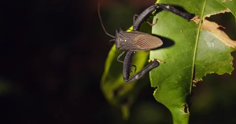 Giant Sap Sucking bug moved walks ahead lifting its massive hind legs Stock Footage 234855150
