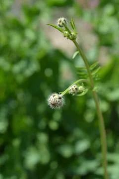 Giant scabious Stock Photos